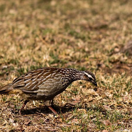 Tshikwalo Game Lodge Klipdrift المظهر الخارجي الصورة
